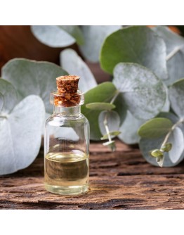 Eucalyptus Oil (Highly Concentrated Original Oil)