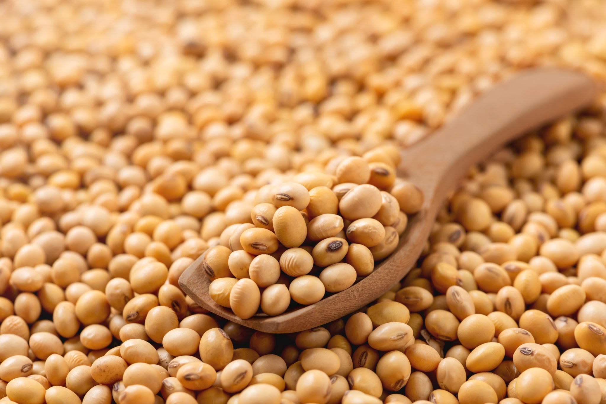 Natural whole soybeans rich in protein and fiber for soymilk and tofu